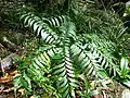 Bowenia spectabilis à Mossman Gorge,