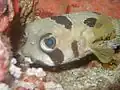Poisson coffre
