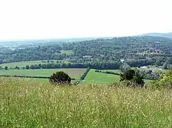 Premier plan de graminées puis deux buis en boule. Vaste panorama d'un paysage vallonné composé de prés et de bosquets