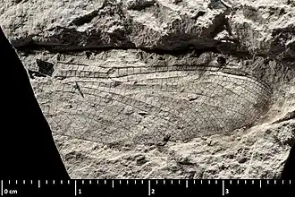 Description de l'image Boyeria europaea holotype MNHN.F.R10444 part side indirect lighting.jpg.