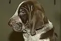 Chiot de Braque Italien, robe Roano-marrone.