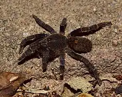 Une grosse araignée poilue noire, marchant au sol.
