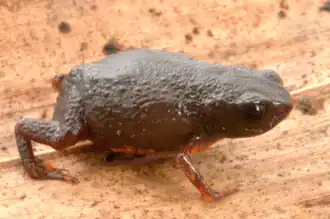 Description de l'image Brachycephalus brunneus.png.