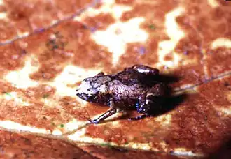 Description de l'image Brachycephalus hermogenesi.jpg.