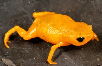 Description de l'image Brachycephalus izecksohni.png.