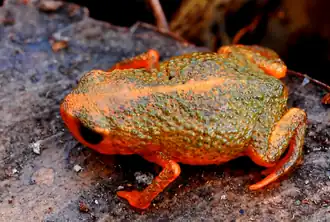 Description de l'image Brachycephalus verrucosus.png.