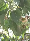 B. populneus.