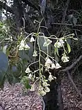 fleurs de Brachychiton populneus .