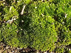 Brachymenium exile.