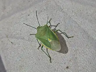Description de l'image Brachynema germarii (Pentatomidae) - (imago), San Vito Lo Capo (comuni), Italy.jpg.