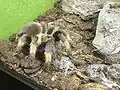Brachypelma emilia