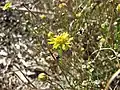 Brachyscome chrysoglossa(Sottotribù Brachyscominae)