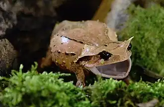 Description de l'image Brachytarsophrys intermedia 11.jpg.