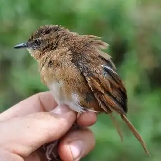 Description de l'image Bradypterus bangwaensis.jpg.