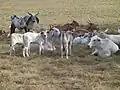Troupeau de brahmanes