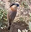 Vu de dessus, à Faridabad (District de Haryana, Inde)