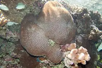 Platygyra ryukyuensis.