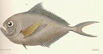Description de l'image Brama australis from Cuvier-44-Castagnole-Pemphéride-Archers.jpg.