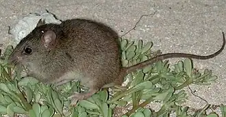 petit rongeur