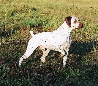 Braque du Bourbonnais.