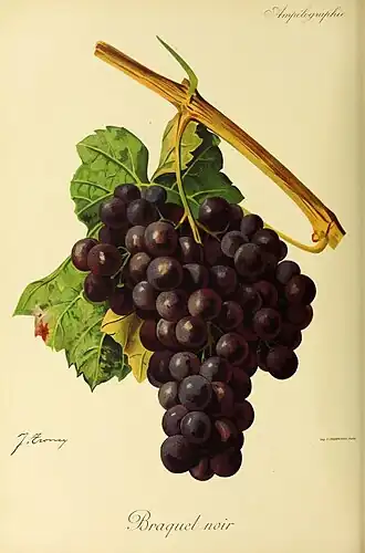 Braquet (cépage)