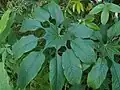 Brassaiopsis fatsioides CHB&MV15.CH141 au Jardin Jungle.