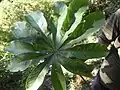 Brassaiopsis mitis feuillage adulte au Sikkim.