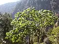 Brassaiopsis mitis in situ au Sikkim.