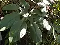 Brassaiopsis pseudoficifolia CHB16.CH23 Gongshan, dans le Yunnan.