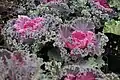 Cultivar 'Peacock Red'.