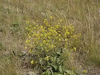Description de l'image Brassica elongata integrifolia 21328716.jpg.