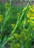 Siliques appliquées