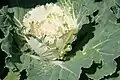 Cultivar 'White Pigeon'.