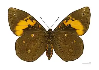 ♀△ - MHNT