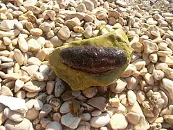Holothuria stellati