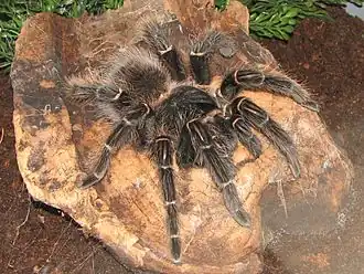 Description de cette image, également commentée ci-après