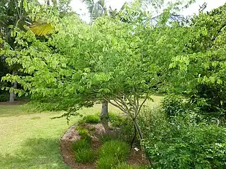 Description de l'image Brazilian rain tree - chloroleucon tortum - 4 (7537144616).jpg.