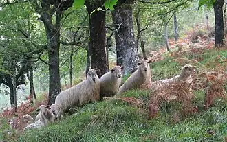 Brebis manechs à tête rousse