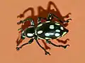 Pachyrhynchus smaragdinus
