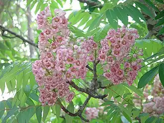 Description de l'image Bretschneidera sinensis Hemsl BRETSCHNEIDERACEAE 02.JPG.