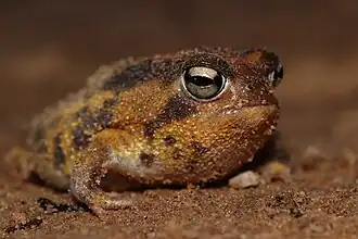 Description de l'image Breviceps namaquensis closeup.jpg.