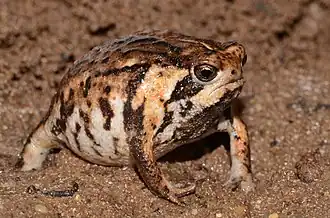 Description de l'image Breviceps rosei ssp. rosei.jpg.