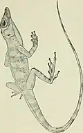 Anolis rupinae ...