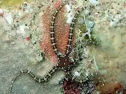 Breviturma pusilla.