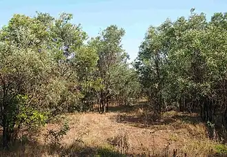 Description de l'image Brigalow regrowth.jpg.