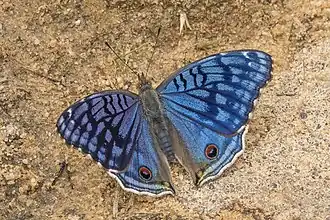 Junonia rhadama