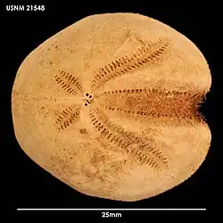 Brisaster moseleyi