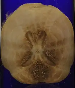 Brissopsis bengalensis (MNHN)