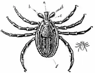 Description de l'image Britannica Tick 1.jpg.
