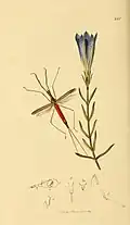 Ranatra linearis, l'espèce européenne, dessin de John Curtis